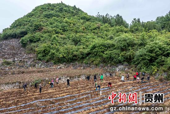 2022年4月17日，村民在贵州省黔西市钟山镇锦岗村种植辣椒。