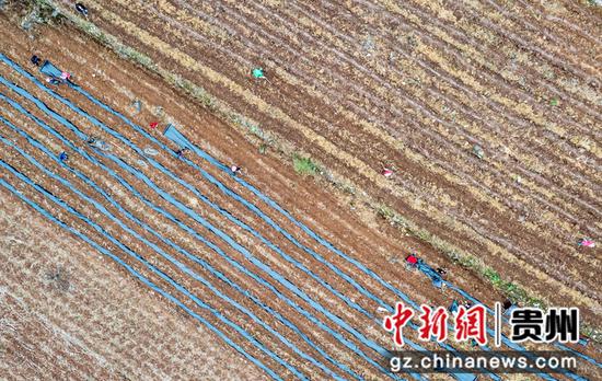 2022年4月17日，村民在贵州省黔西市钟山镇锦岗村种植辣椒。