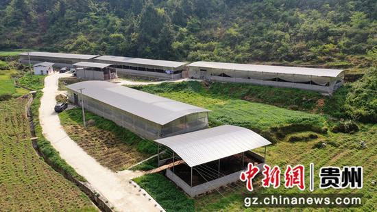 斯茅坝村肉牛养殖园区 张洪全摄 斯茅坝村肉牛养殖园区 张洪全摄
