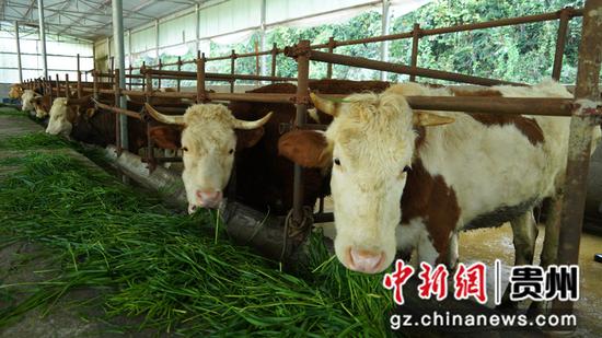 正在吃草的肉牛 张洪全摄 正在吃草的肉牛 张洪全摄