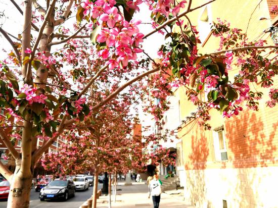 乌鲁木齐市天山区和平南路空气中洋溢的海棠花香，让人不知不觉沉醉其中。