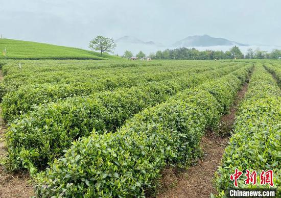 “世界绿茶核心产区”年产茶3.83万吨 统一标