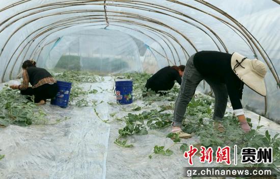 西瓜苗管护