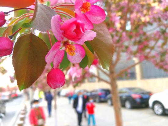 进入4月，乌鲁木齐市气温的迅速回升，海棠已悄然绽放。