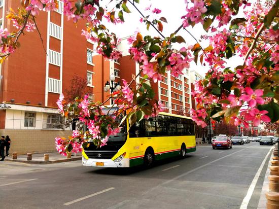 和平南路，市民乘公交可赏海棠花开。