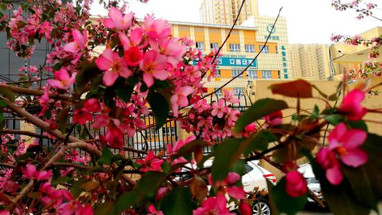 乌鲁木齐市第一小学和平路校区门门前海棠花绽放。