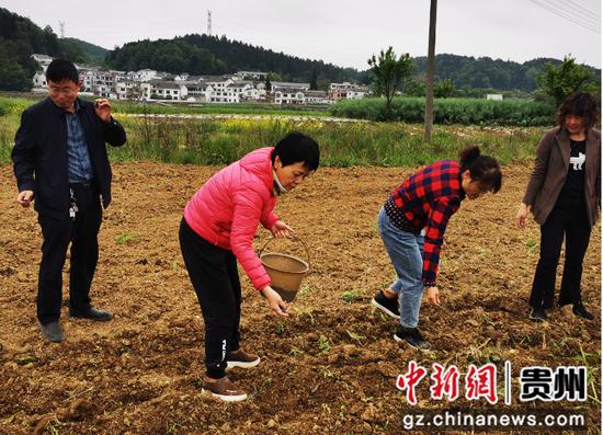清镇市启动大豆种植高产示范点建设