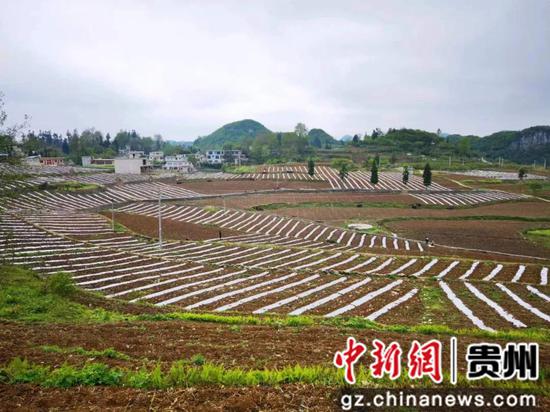 贵州织金：田间披新绿 瓜苗移栽忙