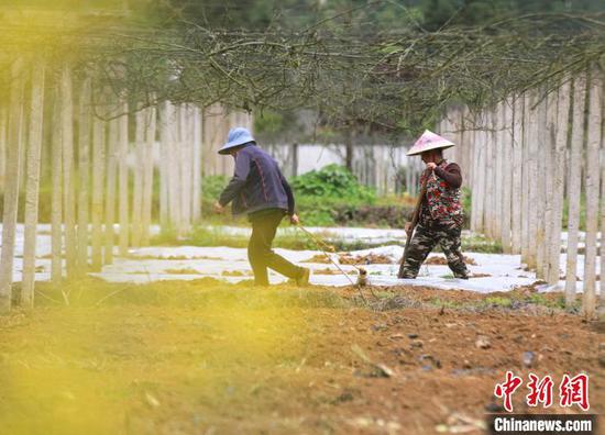 图为施秉县杨柳塘镇地坝村村民在种植辣椒。　磨桂宾　摄