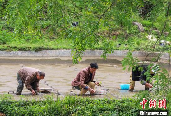 图为施秉县杨柳塘镇地坝村村民在摆放秧苗。　磨桂宾 摄