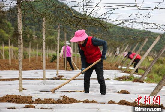 图为施秉县杨柳塘镇地坝村村民在种植辣椒。　磨桂宾 摄