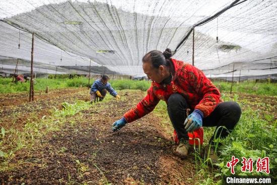 图为施秉县杨柳塘地坝村村民在给中药材除草。　磨桂宾 摄