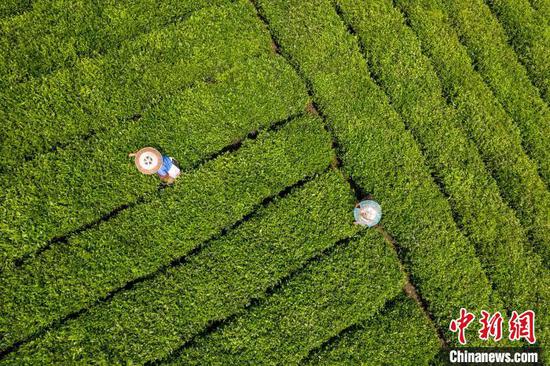 茶农正在采摘新鲜茶叶。　唐哲 摄