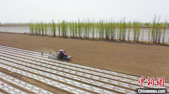 眼下，新疆巴州的300余万亩棉花正式进入春播阶段，田间地头处处都是一片热火朝天的春播景象 单福林 摄