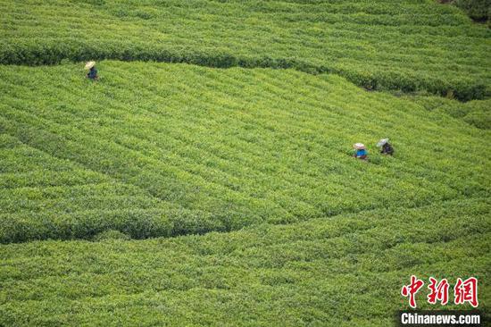 貴州茶農采收谷雨茶 留住“春天”的味道