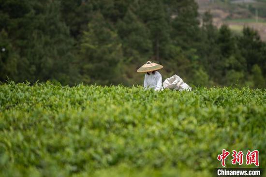 贵州茶农采收谷雨茶 留住“春天”的味道