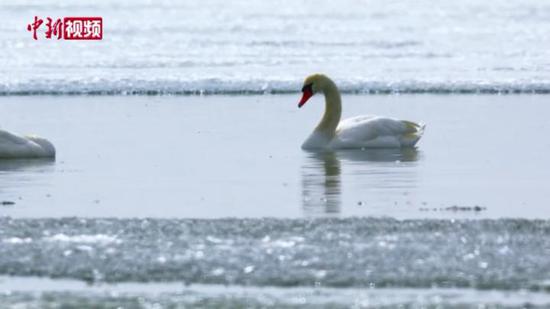 “世界濒危物种”白头硬尾鸭栖息乌伦古湖