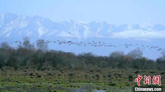 新疆昭蘇高原濕地迎來更多春歸候鳥