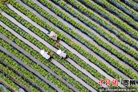 贵州大方县：推动农业产业高质量发展