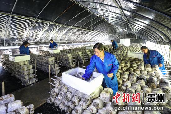 4月23日，工人们在平菇种植大棚采收平菇。