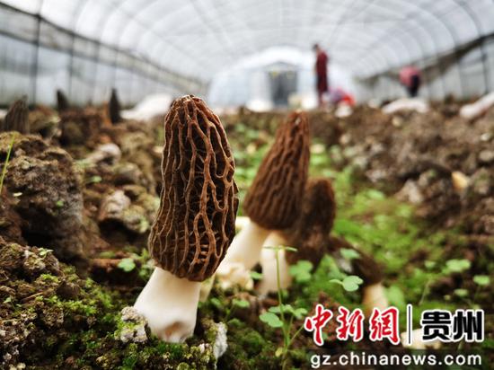 贵州毕节：聚焦特色农业 推动乡村振兴