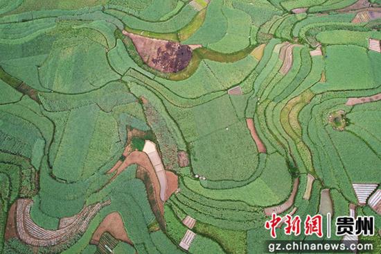 4月25日，在贵州省黔西市雨朵镇雨朵社区，漫山遍野的油菜枝头沉甸甸，一片丰收在即的景象。
