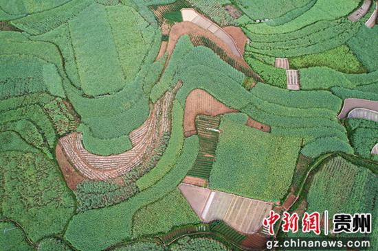 4月25日，在贵州省黔西市雨朵镇雨朵社区，漫山遍野的油菜枝头沉甸甸，一片丰收在即的景象。