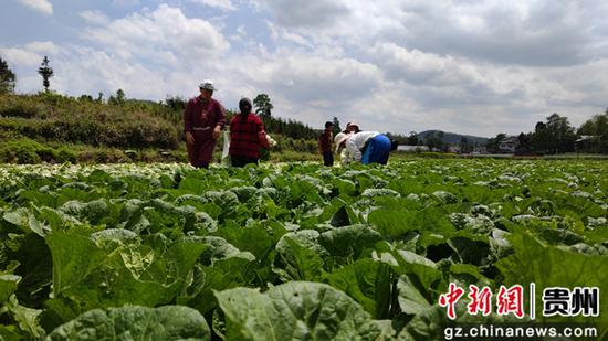 福泉市5000亩烟区产业融合发展综合体蔬菜基地。