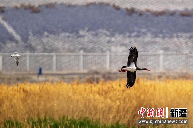 4月26日，新疆克拉瑪依古海生態公園，一只黑鸛在蘆葦蕩上空翱翔。閔勇 攝