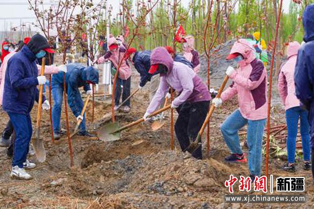 新疆10余家單位聯合開展義務植樹主題黨日活動