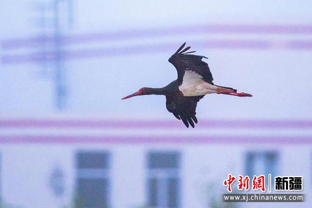 4月23日，新疆克拉瑪依古海生態公園上空，一只黑鸛在天空翱翔。閔勇 攝