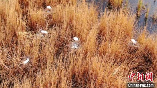 在沙漠腹地“常驻”的白鹭夫妇们迎来了它们的下一代，刚刚破壳的白鹭宝宝好奇地看向外面的世界。　苏鑫 摄