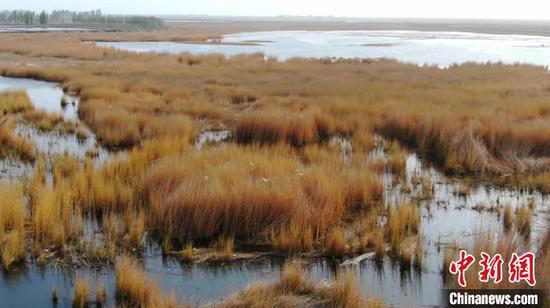 在且末县达西湖的芦苇丛中，400余只白鹭在此繁衍孵化。　苏鑫 摄
