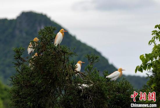 4月29日，在贵州省凤冈县琊川镇朝阳村拍摄的鸟类。　田锦泓　摄