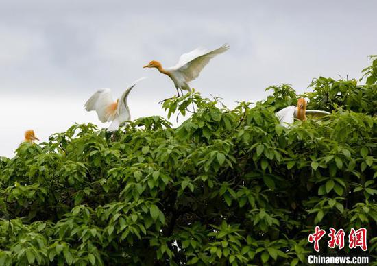4月29日，在贵州省凤冈县琊川镇朝阳村拍摄的鸟类。　田锦泓 摄