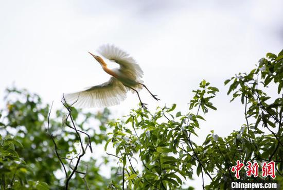 4月29日，在贵州省凤冈县琊川镇朝阳村拍摄的鸟类。　田锦泓 摄