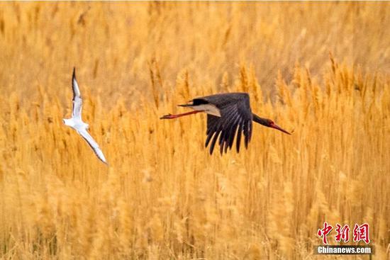 連日來，新疆克拉瑪依市區南郊的古海生態公園里，一只黑鸛在空中盤旋，另一只在蘆葦中棲息，給克拉瑪依的候鳥遷徙季增添了一抹靚麗風景。這是時隔10年來黑鸛再次“到訪”克拉瑪依。 閔勇 攝