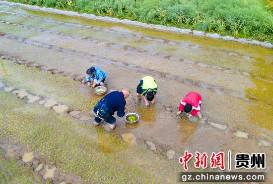 2022年5月2日，贵州省黔西市洪水镇洪箐村的两位小学生在家长的陪伴和指导下移栽水稻秧苗（无人机照片）。