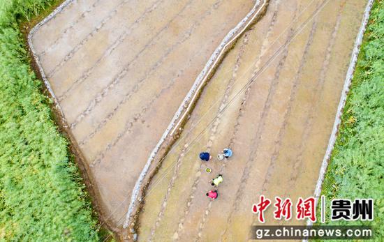 2022年5月2日，贵州省黔西市洪水镇洪箐村的两位小学生在家长的陪伴和指导下移栽水稻秧苗（无人机照片）。