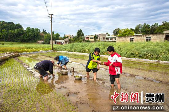 2022年5月2日，贵州省黔西市洪水镇洪箐村的两位小学生在家长的陪伴和指导下移栽水稻秧苗。