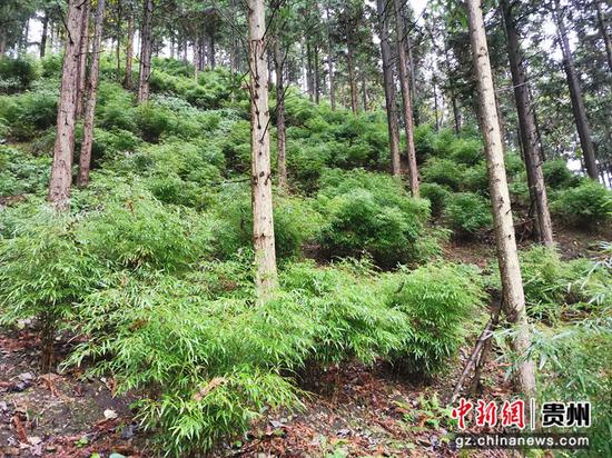 黎平县国有石井山林场种植的本地狭叶方竹。