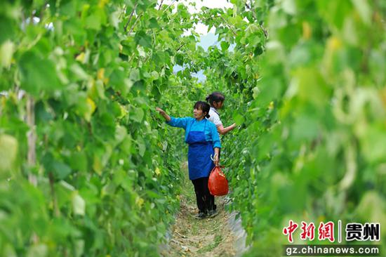 5月5日，贵州省黔南布依族苗族自治州罗甸县沫阳镇董当村村民在田间管护蔬菜。