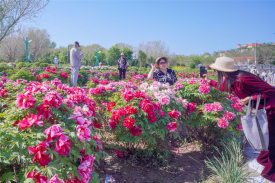 昌吉市濱湖河景區的牡丹園內，游人拍照賞花。