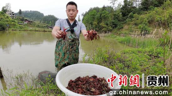 贵州沿河：小龙虾丰收助农增收