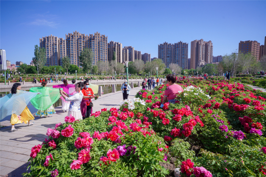 昌吉市滨湖河景区的牡丹园内，游人拍照赏花。