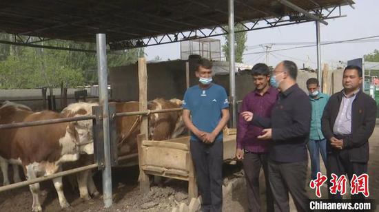 新疆人防办驻村第一书记杨永明（中）到该村养殖大户努尔艾力家，查看牛养殖情况。　马甲兵　摄