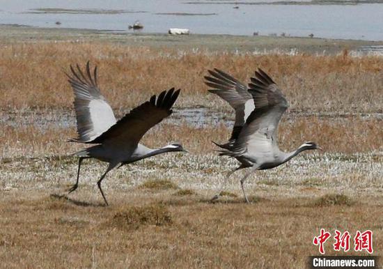 5月初，巴里坤湿地春归候鸟悠闲自得。　达吾提·热夏提 摄