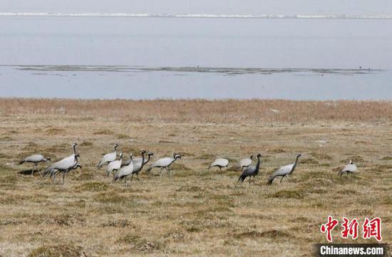 候鸟在新疆巴里坤湿地觅食。　达吾提·热夏提 摄