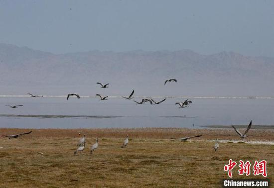 海鸥在新疆巴里坤湿地上起飞。　达吾提·热夏提 摄