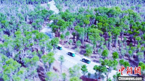 位于塔克拉玛干沙漠北缘的新疆轮台县的100余平方公里的野生天然胡杨林成为假期热门“打卡地”。　吐尔逊·吾斯曼　摄